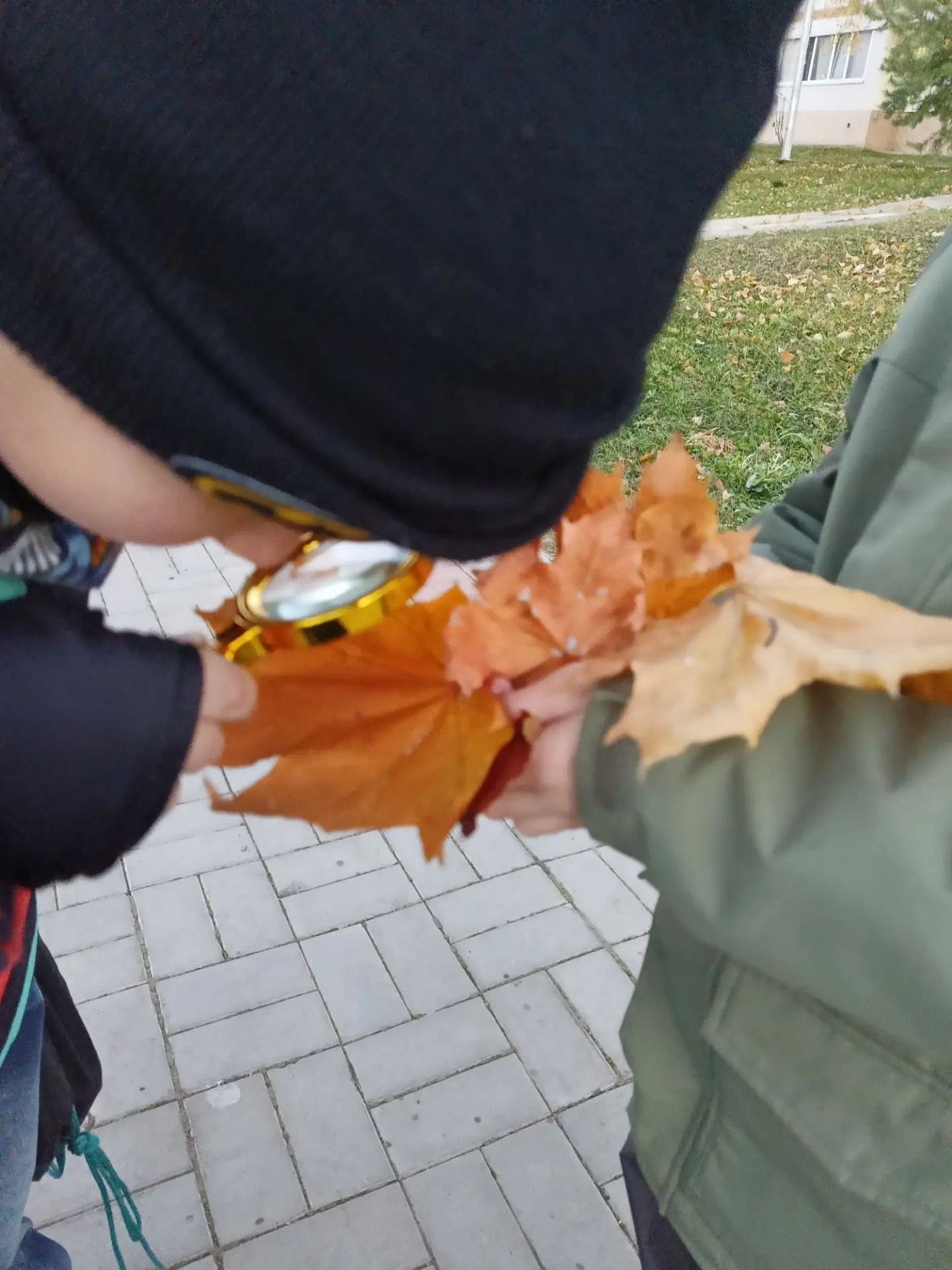 Рассматривали через лупу листья