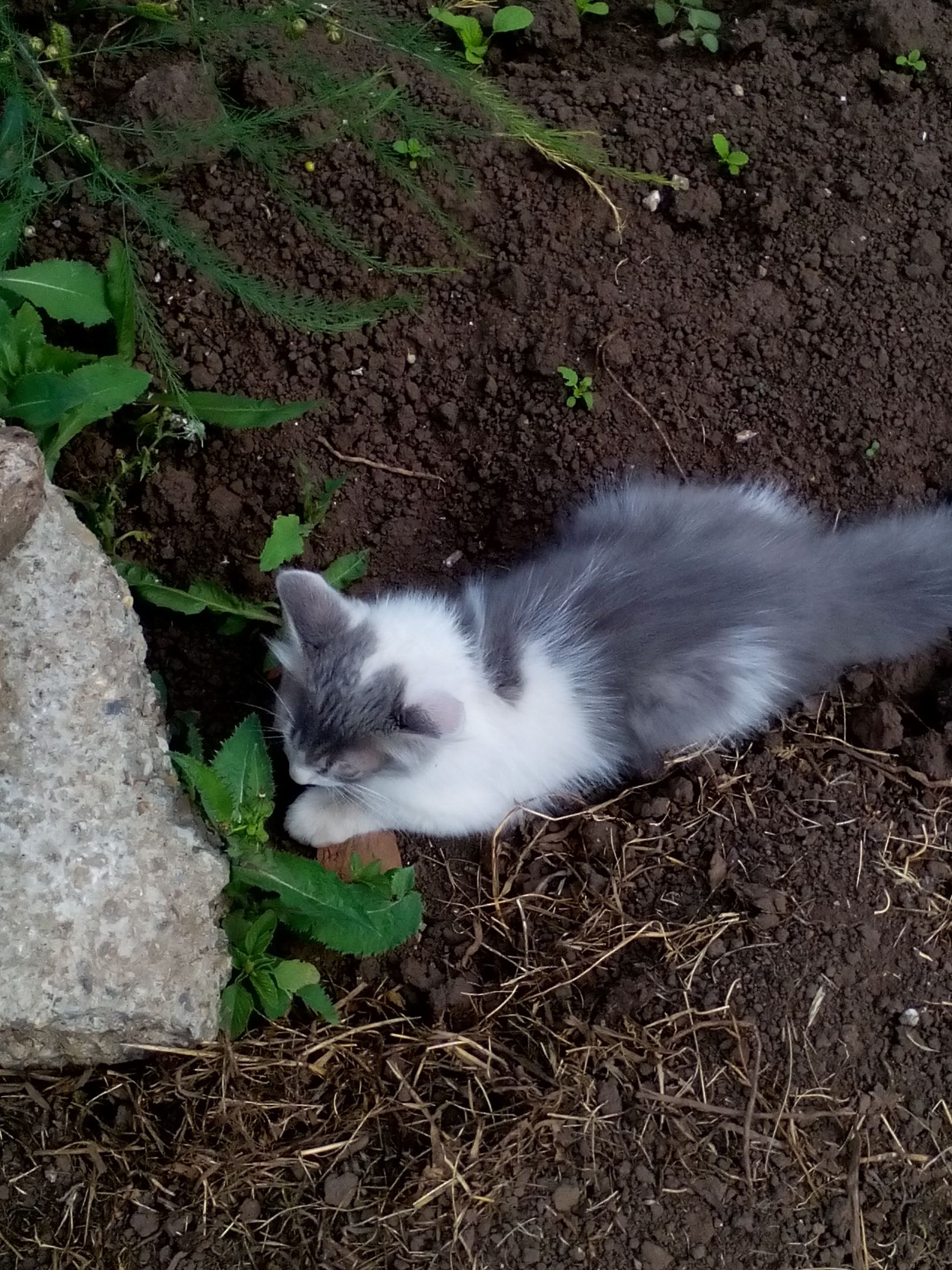Дела садовые: "Этот важный котик охраняет огородик!"