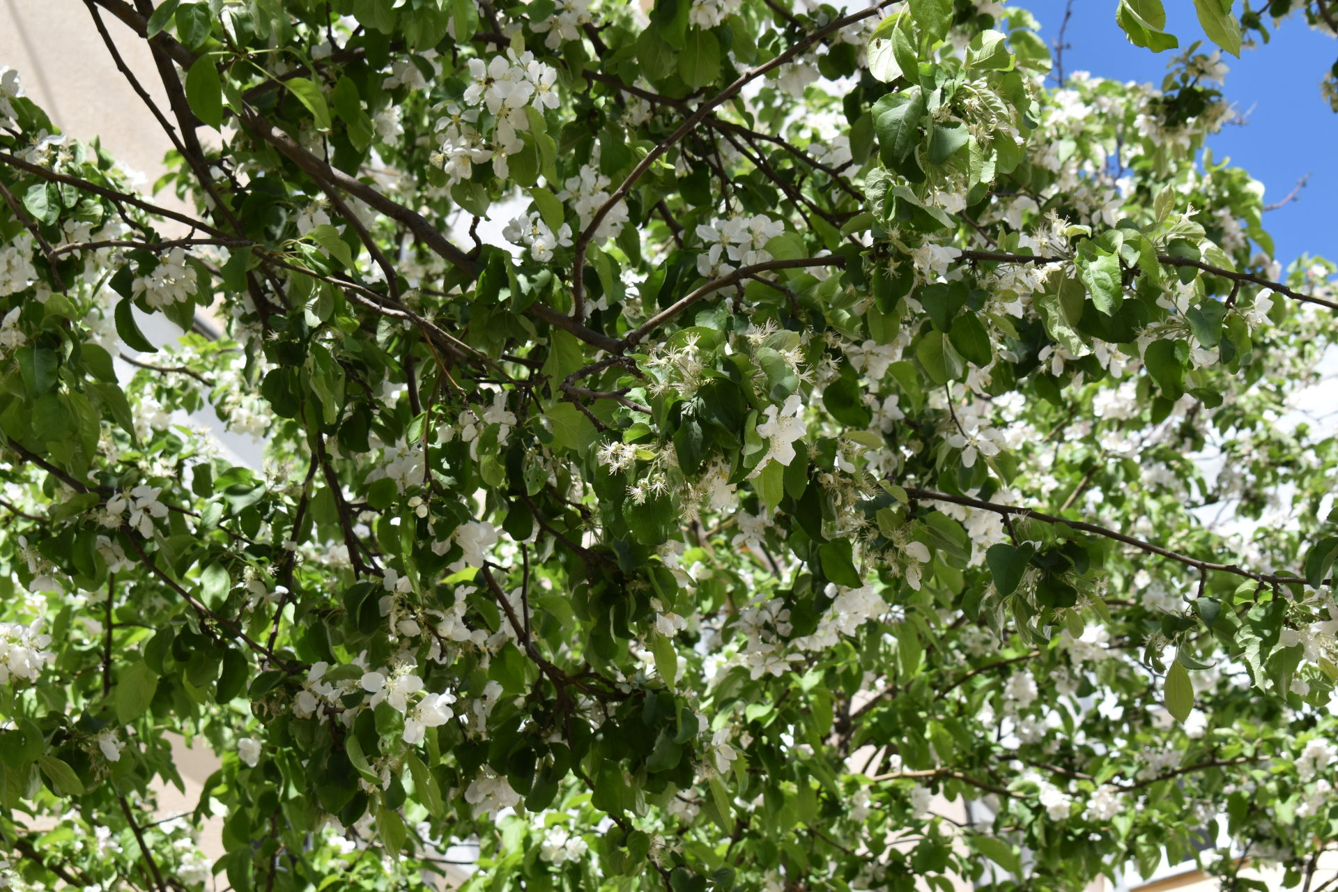 Явление природы: в Камских Полянах  цветут яблони
