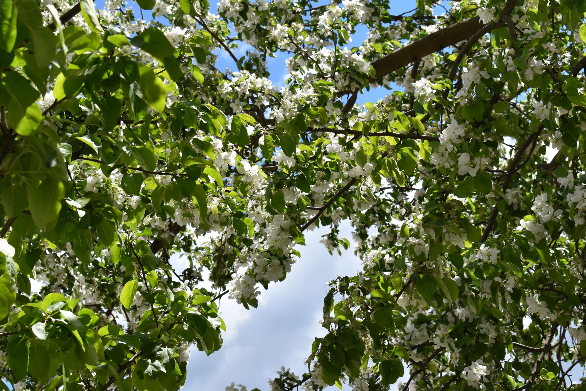 Явление природы: в Камских Полянах  цветут яблони