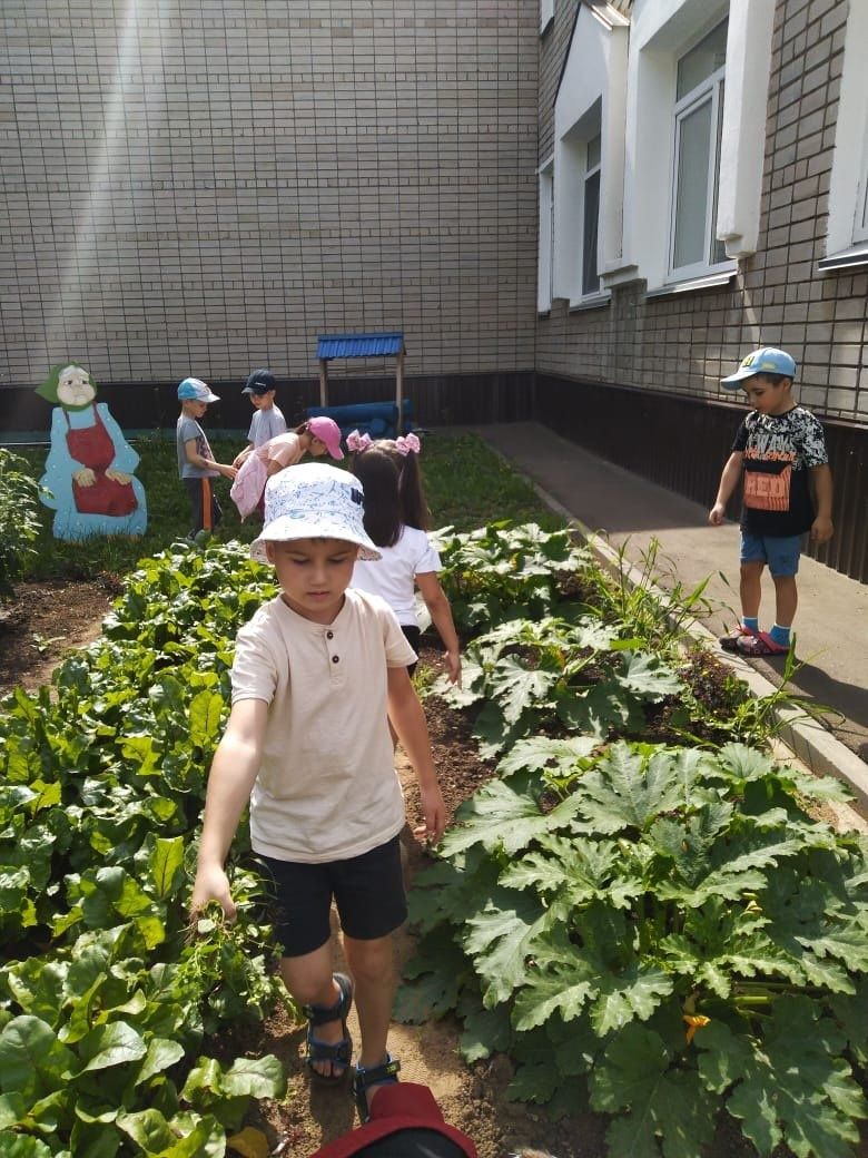 Воспитанники детского сада «Золотая рыбка» приступили к сбору урожая кабачков