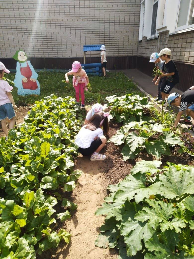 Воспитанники детского сада «Золотая рыбка» приступили к сбору урожая кабачков