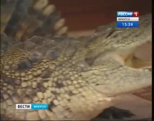 Мужчина из России завел себе в квартире крокодила. Жена и кошка в шоке! (видео)