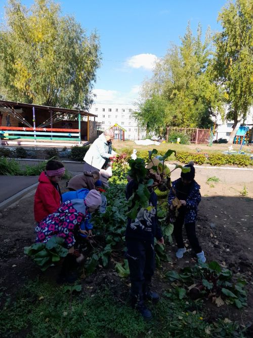 Воспитанники детского сада «Золотая рыбка» собрали богатый урожай свеклы