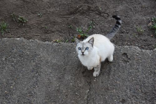 Волонтеры из Казани отправляют на фронт котов для борьбы с мышами