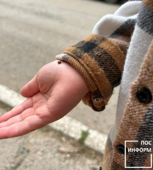 А вы знаете почему окраску божьей коровки называют предупреждающей?