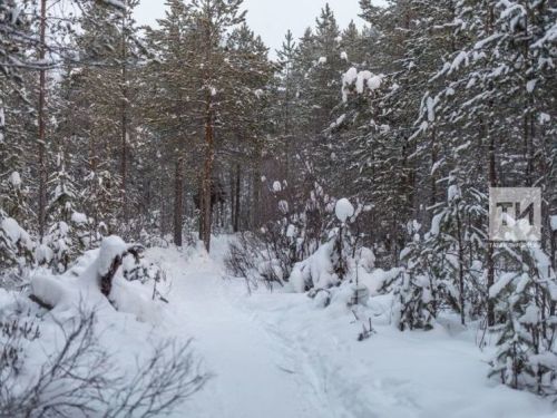 В Татарстане началась зимняя перепись животных