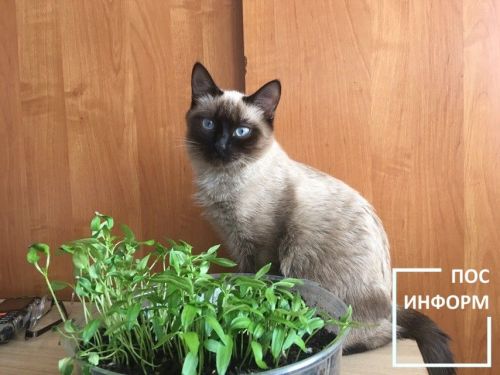 Какие овощи следует посеять на рассаду в начале февраля