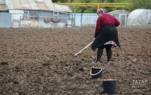 Подготовка сада к зиме в октябре: главные работы от специалиста Россельхозцентра