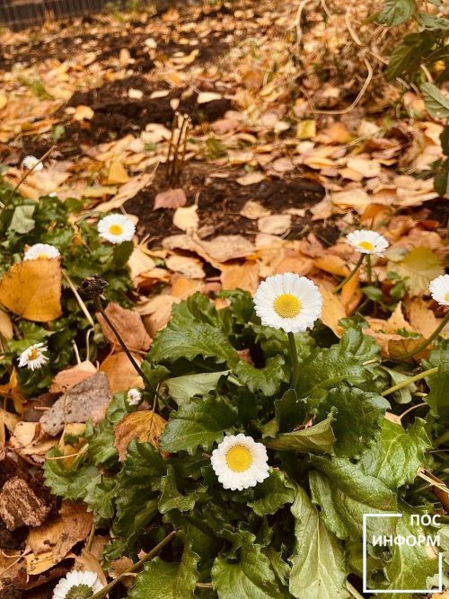 Творчество поэта Камских Полян Ильдуса Хайруллина