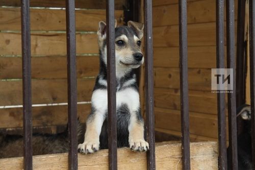 Управление ветеринарии РТ объяснило, зачем нужна обязательная регистрация собак