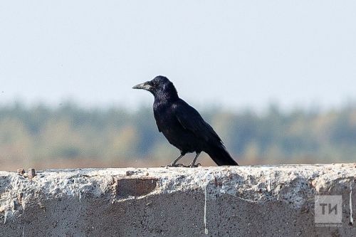 Творчество поэта Камских Полян Ильдуса Хайруллина