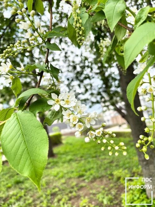 Черемуха зацвела раньше срока в Камских Полянах