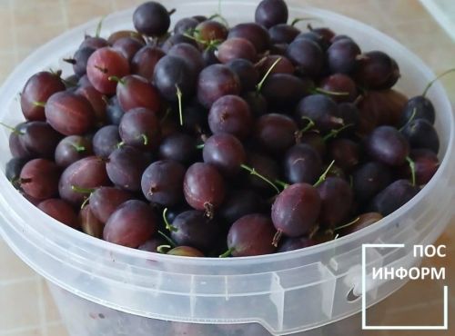 Крыжовник: польза, сорта, рецепты и секреты хранения