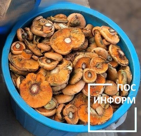 Рыжики грибы: где растут, как собирать и готовить (+ рецепты засолки и жарки)