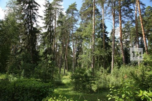 В Татарстане восстановят леса на 1,2 тыс. га