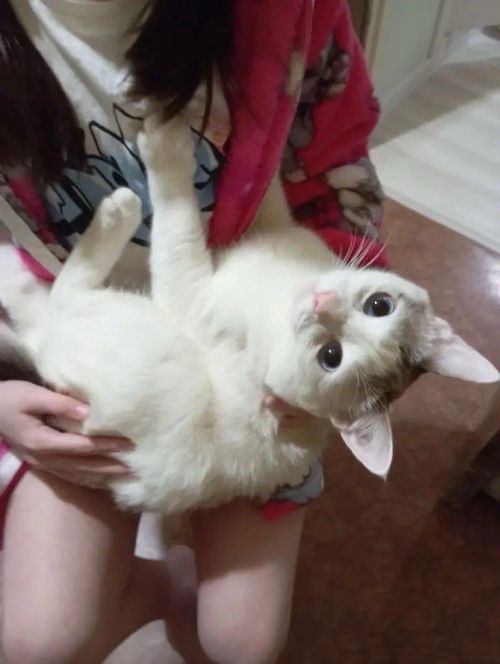13 лет счастья: как кот изменил жизнь камполянской семьи и наполнил дом теплом