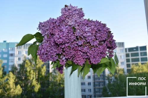 Специалист по ботанике объяснила, почему не стоит приносить сирень в дом