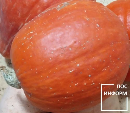 Ученый КФУ Салахов поделился советами по хранению тыквы до весны