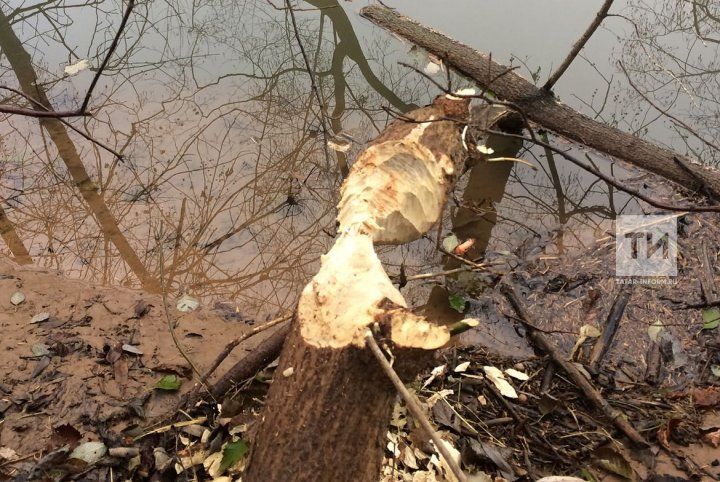 В Татарстане мужчину насмерть придавило деревом