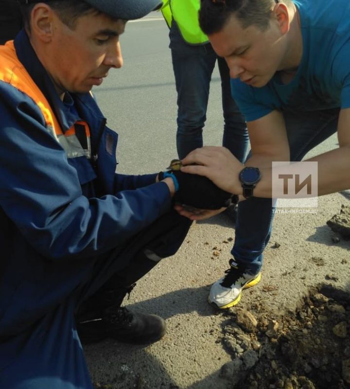 В Казани сотрудники МЧС спасли пятерых утят (Фото)