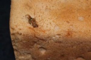 Жительница Нижнекамска купила хлеб с запеченным тараканом