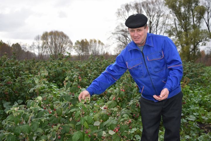 Фермер из Кайбицкого района радует горожан на сельхозярмарках свежей малиной