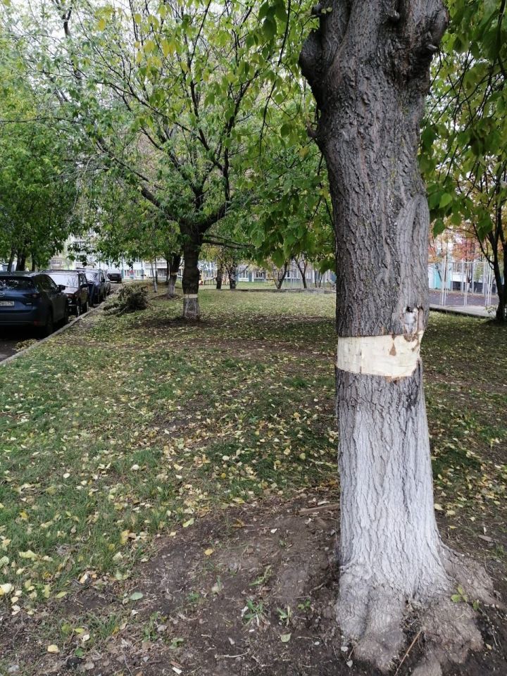 Можно ли самовольно «калечить» деревья во дворе многоквартирного дома?