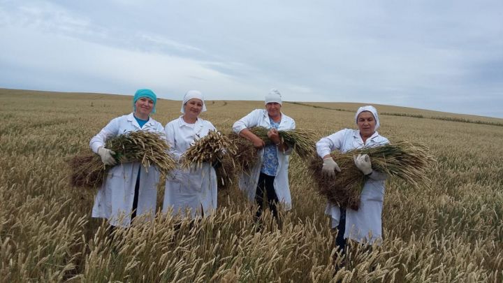 В Татарстане завершилась апробация и регистрация сортовых посевов