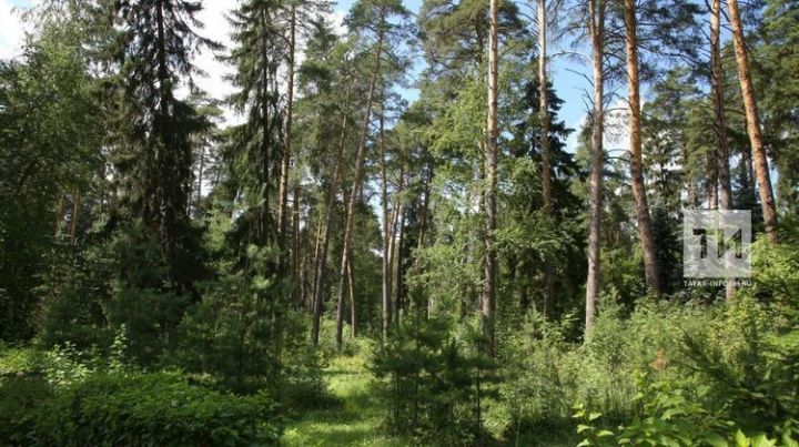 Около 200 млн рублей выделено на региональный проект «Сохранение лесов в Республике Татарстан»