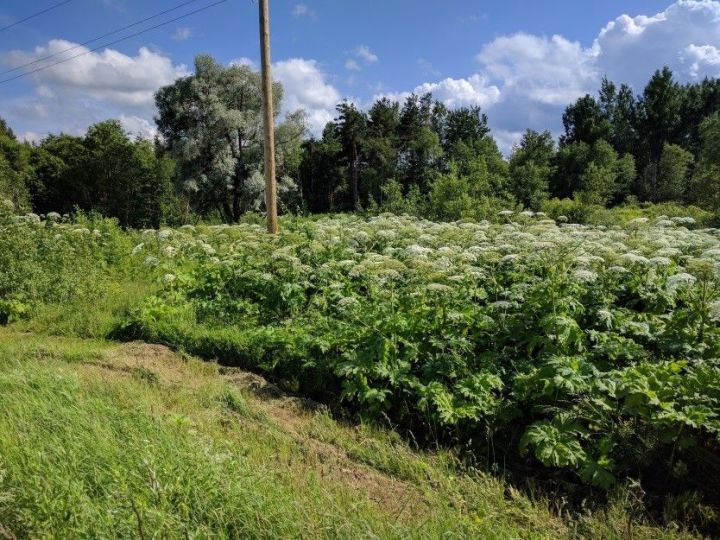 Осторожно - борщевик! В Татарстане обнаружено более 1000 га земли, зараженной опасным растением