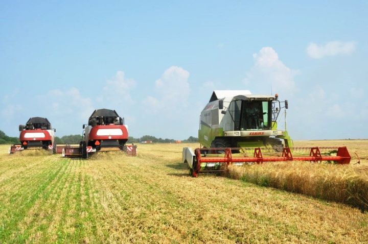 В Татарстане приступили к уборке зерновых и зернобобовых культур