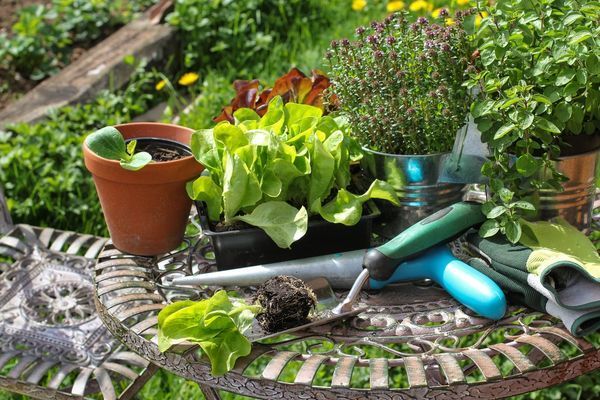 Россельхозцентр: что сделать в июле в саду и огороде – список основных работ от «Зеленой грядки»