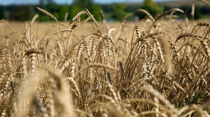 Аграрии Татарстана собрали третий миллион тонн зерна нового урожая