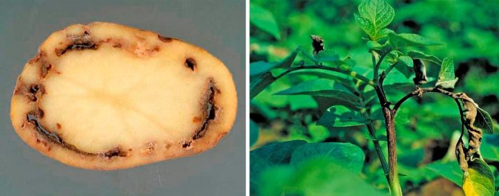 Рекомендации Россельхозцентра по выявлению и предупреждению распространения опасного патогена картофеля