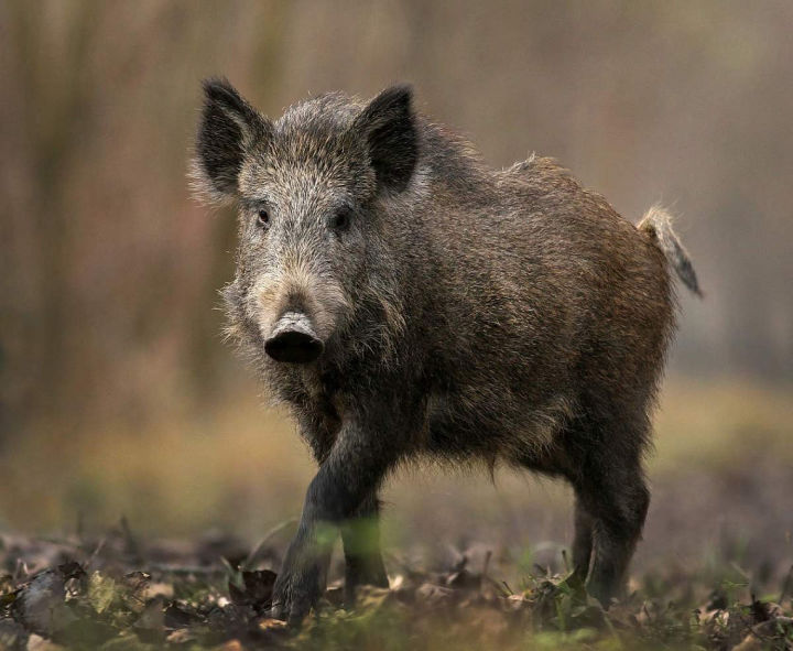 Охотники, соблюдайте меры профилактики во избежание распространения африканской чумы свиней