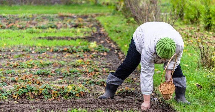 Советует специалист: садовые работы в начале октября – до первых осенних заморозков