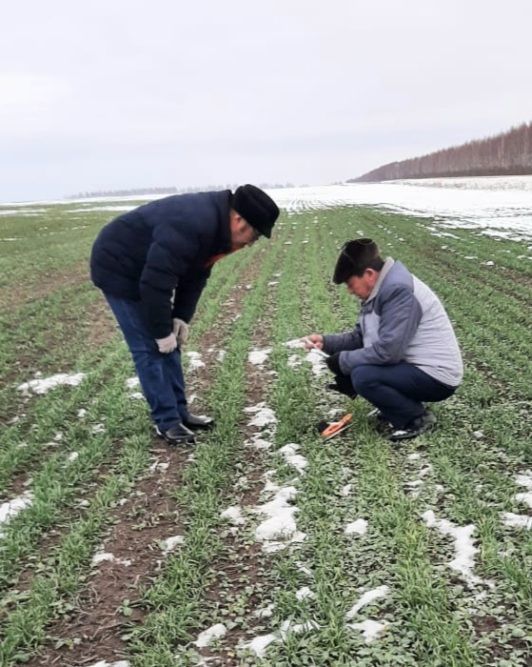 Специалисты Россельхозцентра Татарстана проверили состояние озимых культур в Арском районе республики