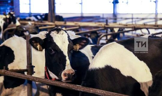 Татарстан вошел в лидеры по объему реализации молока в сельхозорганизациях