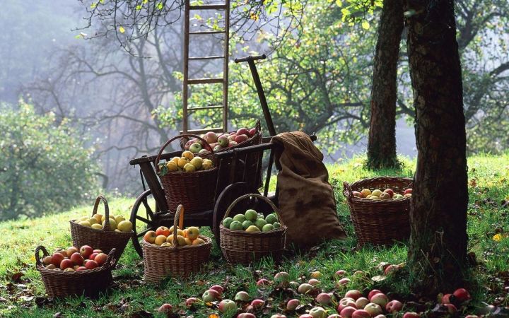 Куда девать дачнику излишки яблок: 5 простых способов правильного использования опавших плодов