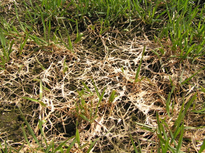 В Татарстане в ходе фитомониторинга полей выявлены мышевидные грызуны, снежная плесень и склеротиниоз в посевах
