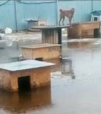 В Нижнекамском районе пострадали животные от прихода воды