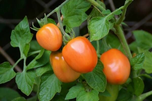 Совет дачникам: как правильно поливать помидоры
