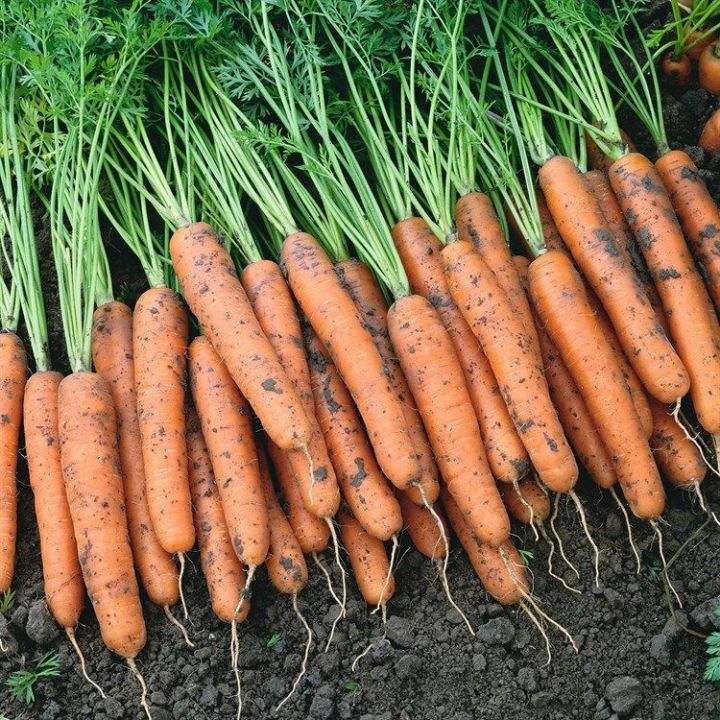 Чтобы морковь росла ровной: правила посевов и поливов