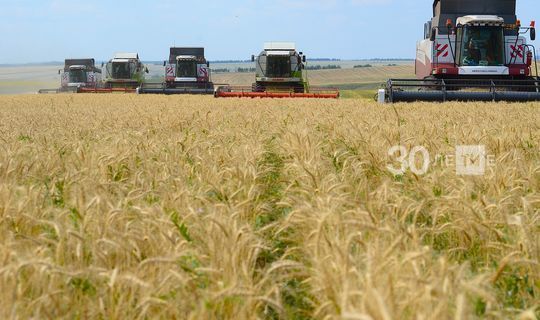 В Россельхозцентре Татарстана предупредили, чем грозит хлебная полосатая блошка посевам яровых культур