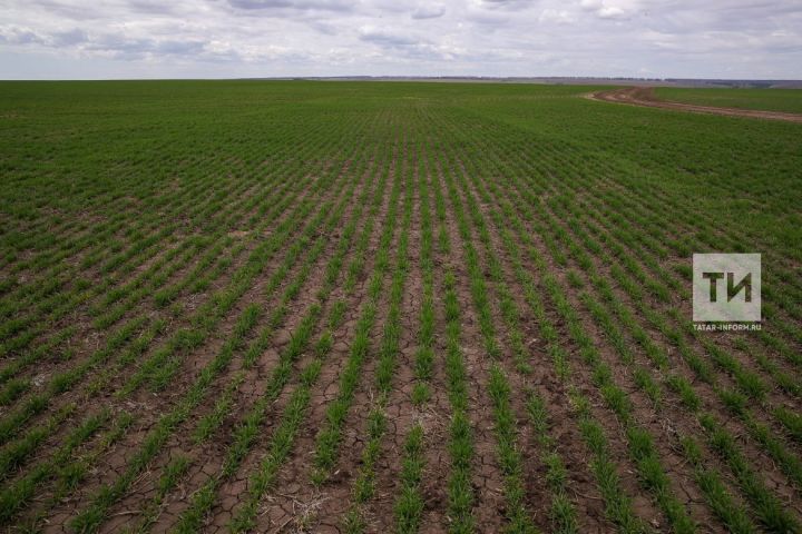 Болезни озимых зерновых культур могут привести к потере более трети урожая – Россельхозцентр Татарстана
