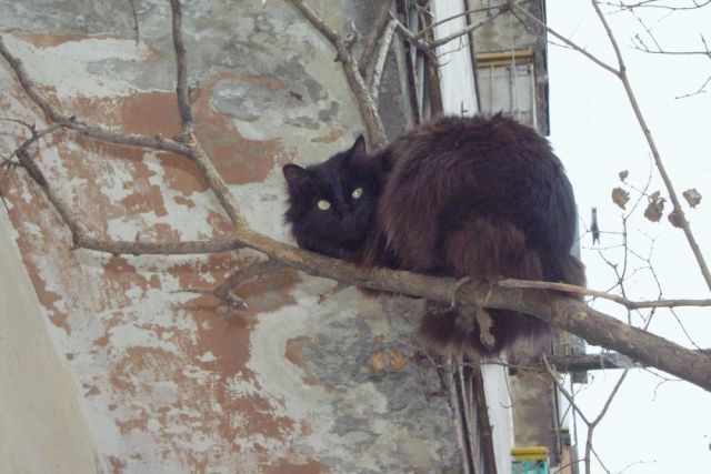 В Лениногорске кот залез на дерево, а слезть не смог