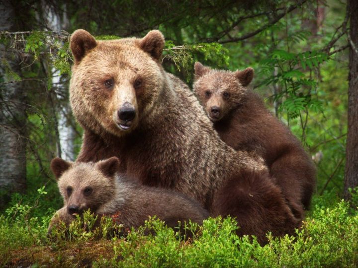 Медведи в лесу и на дорогах: Что делать при встрече с косолапым?