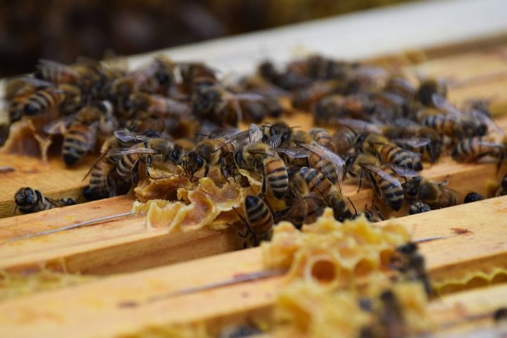 У пчеловодов под Казанью погибли пчелы