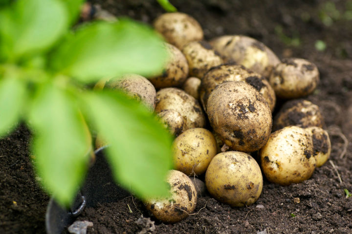 Когда копать картошку: хитрость, которая поможет улучшить ее хранение